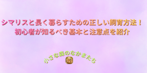 シマリスと長く暮らすための正しい飼育方法！初心者が知るべき基本と注意点を紹介